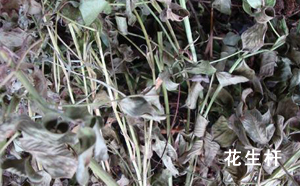 花生杆 花生杆